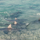 A pack of bull sharks swarms in 1m-deep water.